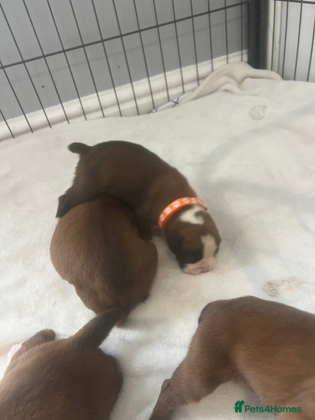 Boxer dogs for sale: Stunning Kc Boxer Puppies - Image 19