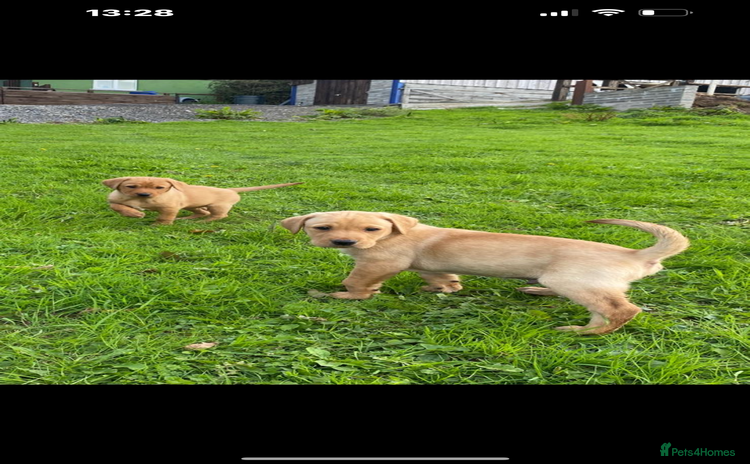 Labrador Retriever dogs - Advert 5
