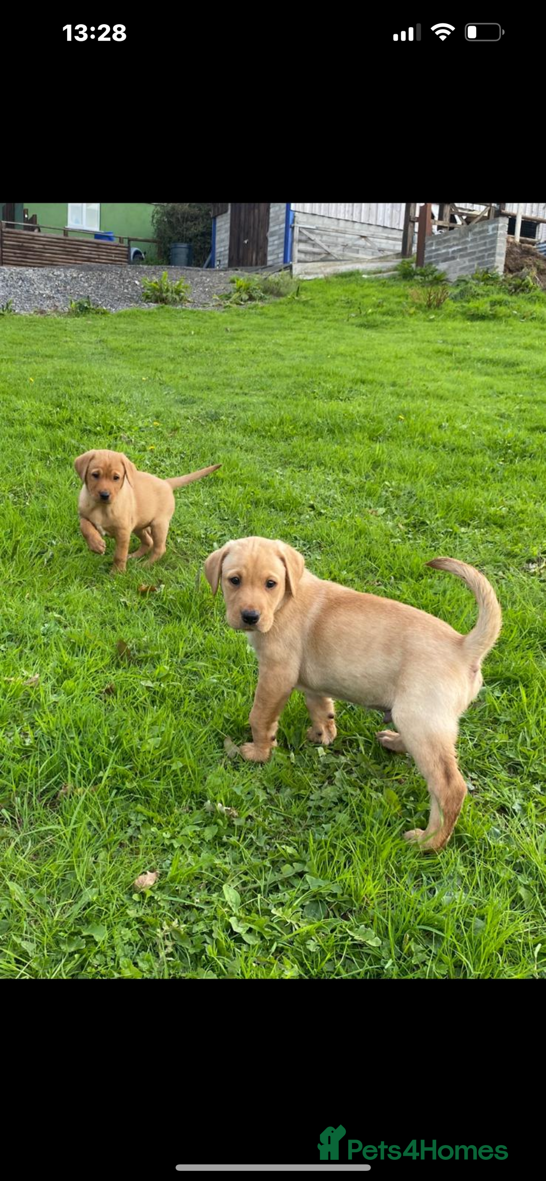 Labrador Retriever dogs for sale: Labrador puppies - Image 1
