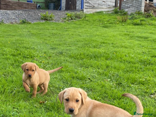 Labrador Retriever dogs - Advert 29