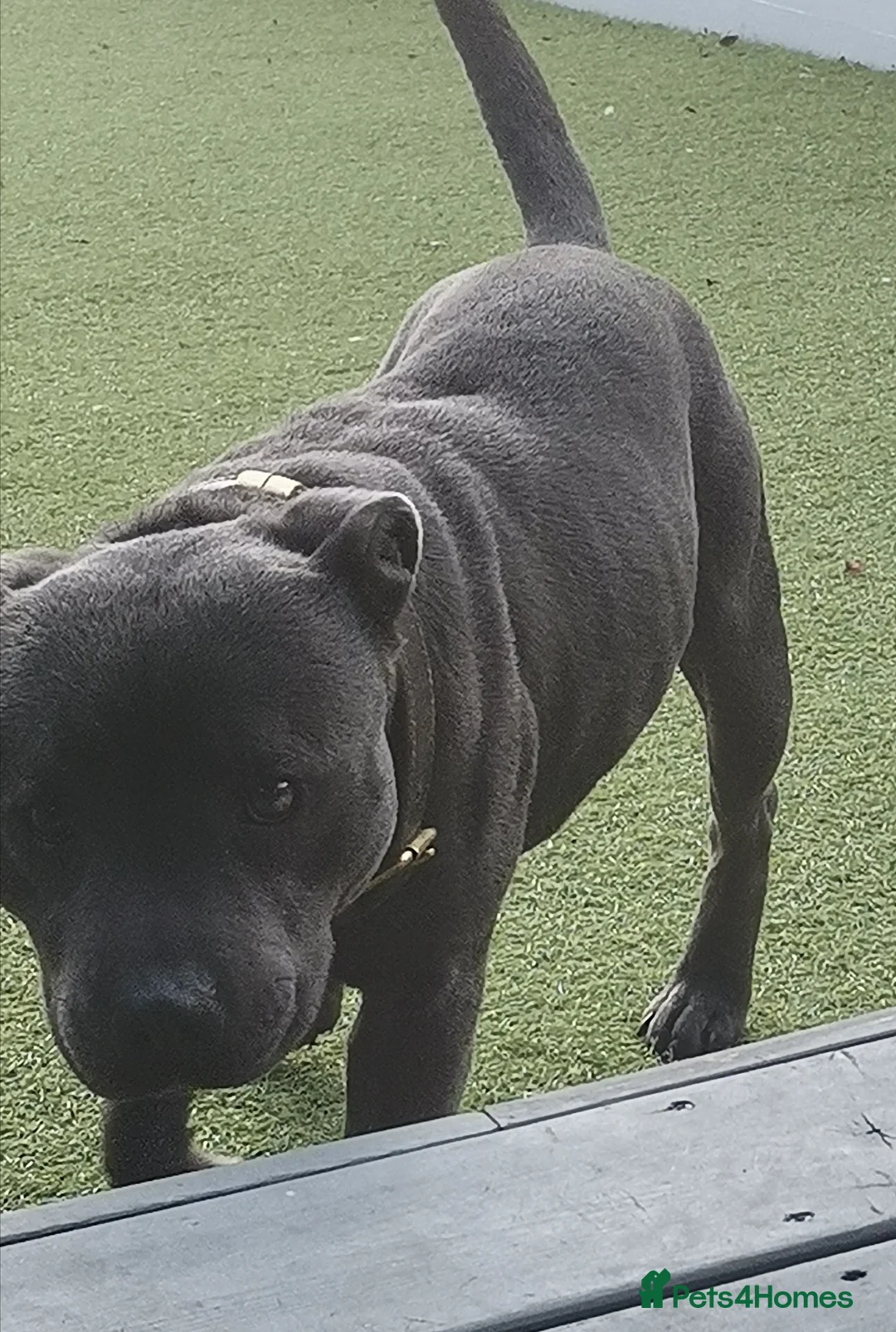 Staffordshire Bull Terrier dogs for stud: PROVEN STUD. ADONIS JUNIOR NOBLESTAFF!!! in Stoke-on-Trent - Advert 11
