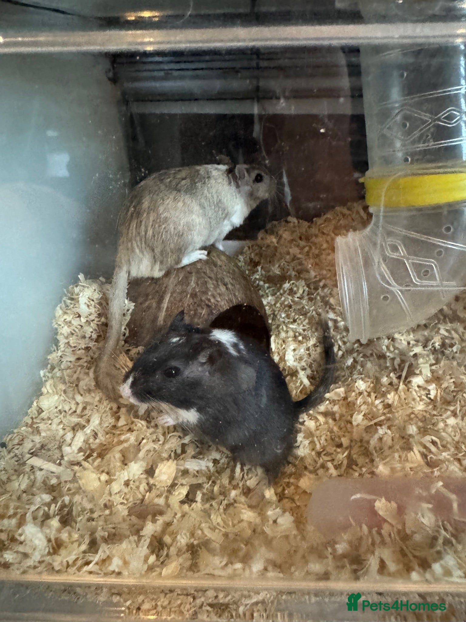 Gerbil rodents 2 male gerbils looking for a home - Advert 1