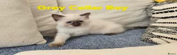 Ragdoll cats for sale: Beautiful ragdolls - Advert 34