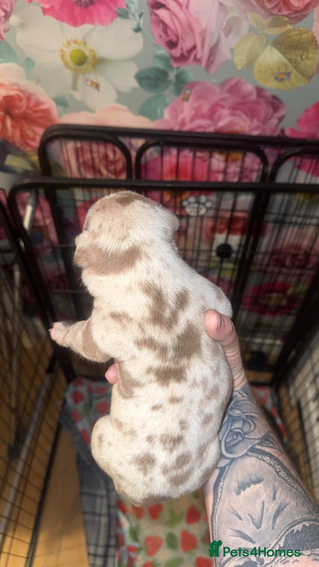 American Bully dogs for sale: American Bully Pups - Image 19