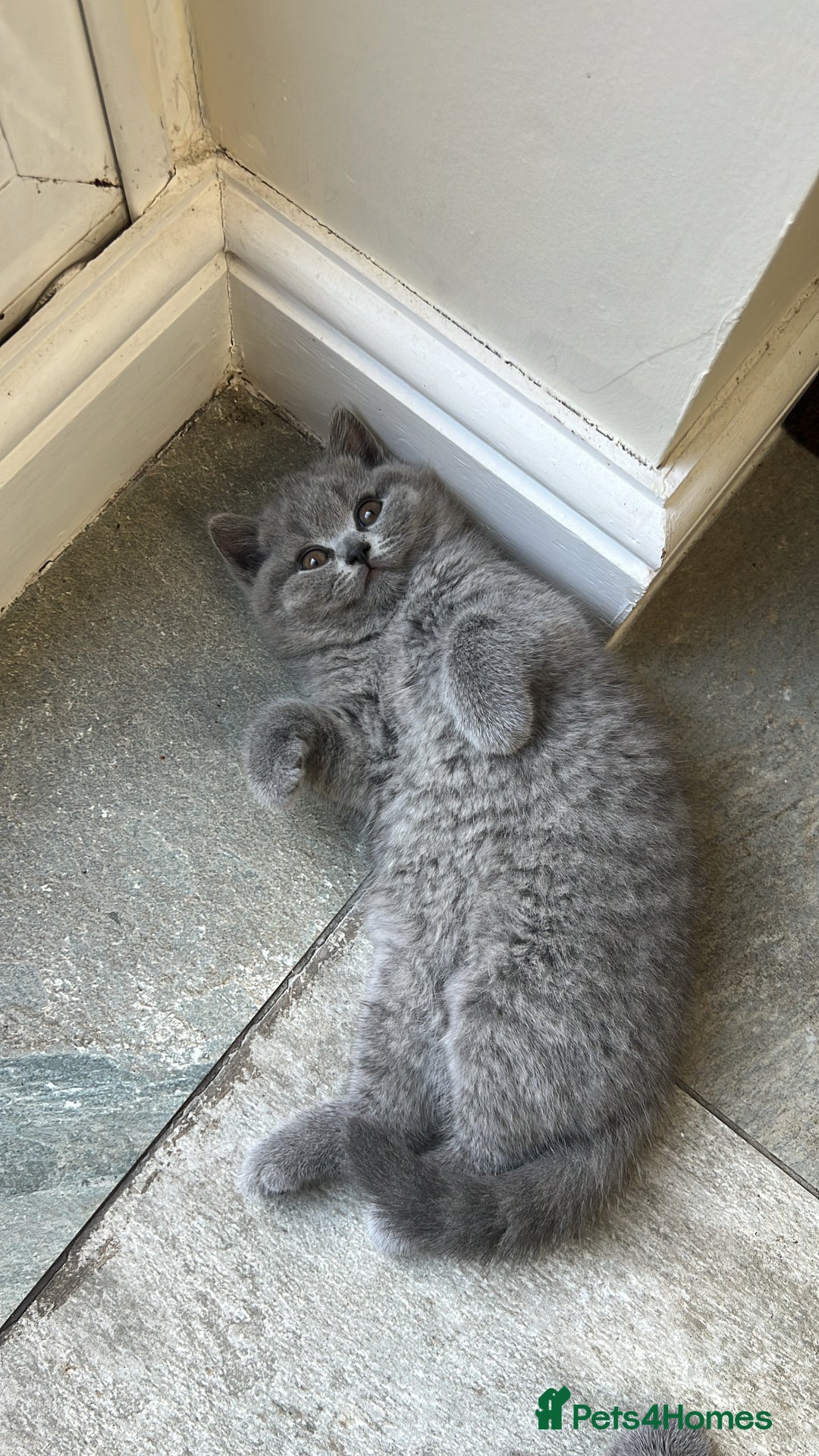 British Shorthair cats for sale: Chunky British Shorthair Kittens  - Image 3