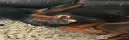 Dobermann dogs for sale: Fully Trained, KC registered Doberman - Advert 11