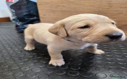 Labrador Retriever dogs for sale: KC registered lab pups - Image 3