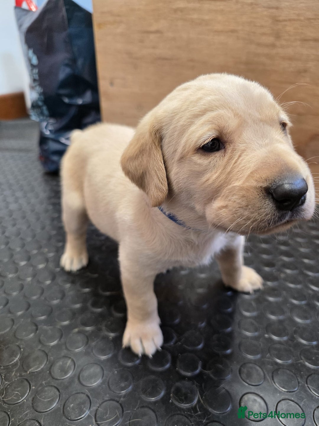 Labrador Retriever dogs for sale: KC registered lab pups - Image 3