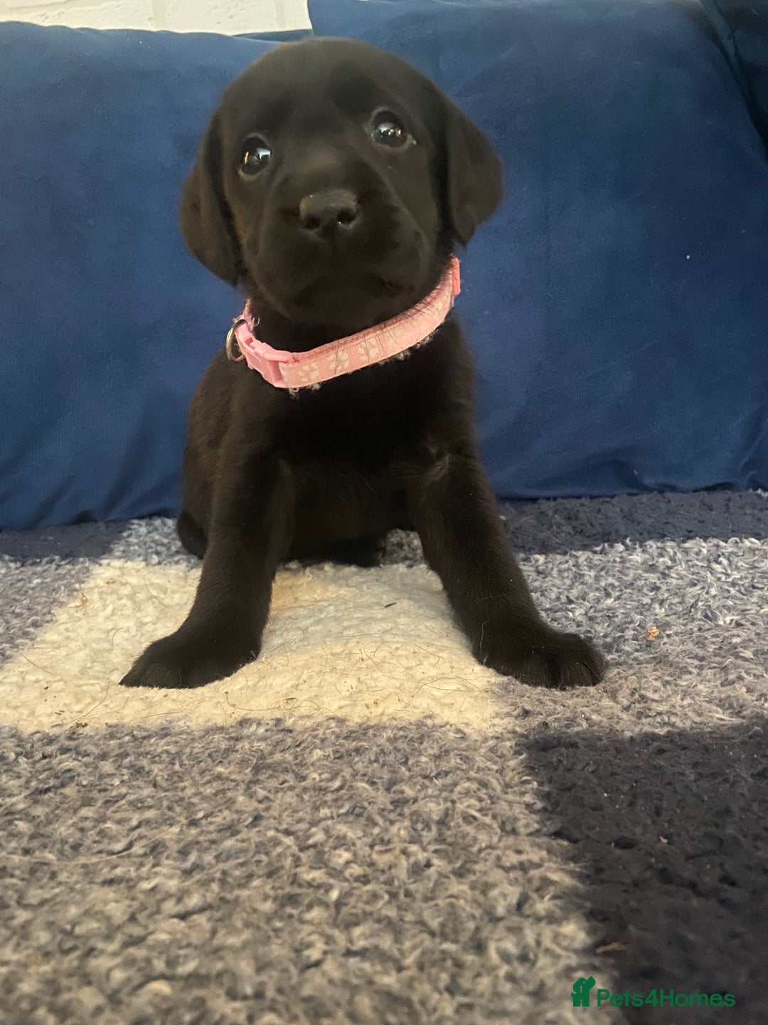 Labrador Retriever dogs for sale: KC registered Labrador pups ready October  - Image 23