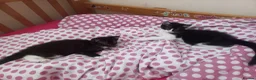 Mixed Breed cats for sale: Beautiful kittens for sale  - Advert 20