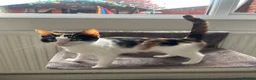 Mixed Breed cats for sale: 4 Kittens  in Carlisle - Advert 2