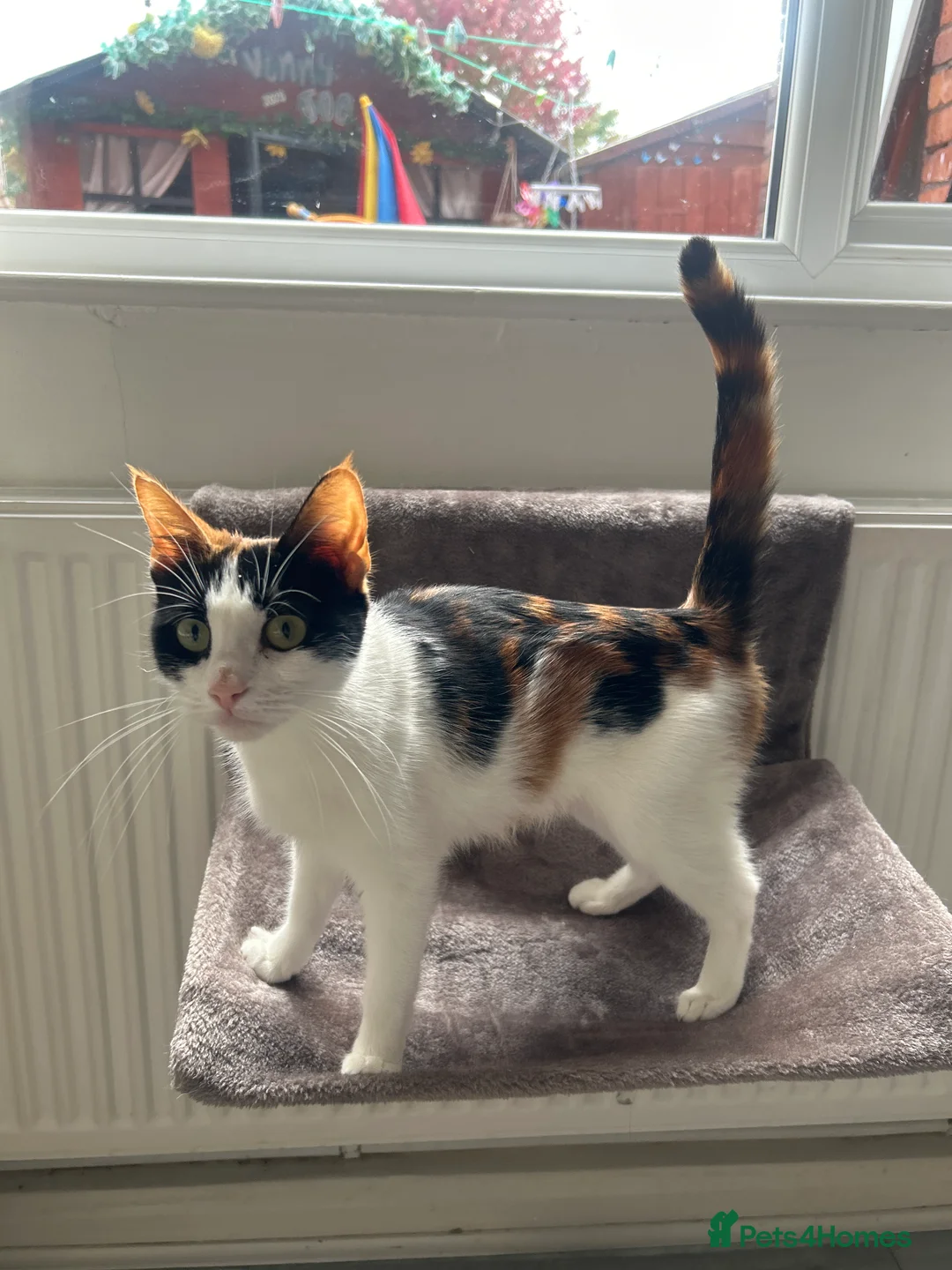 Mixed Breed cats for sale: 4 Kittens  in Carlisle - Advert 2