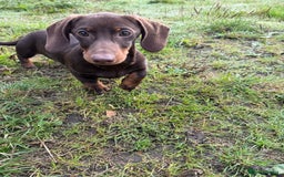 Miniature Dachshund dogs for sale: Bred From Health Tested Parents - Image 3