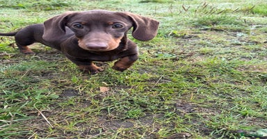 Miniature Dachshund dogs - Advert 1