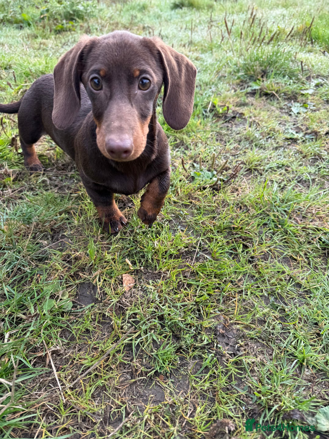 Miniature Dachshund dogs for sale: Bred From Health Tested Parents - Image 3