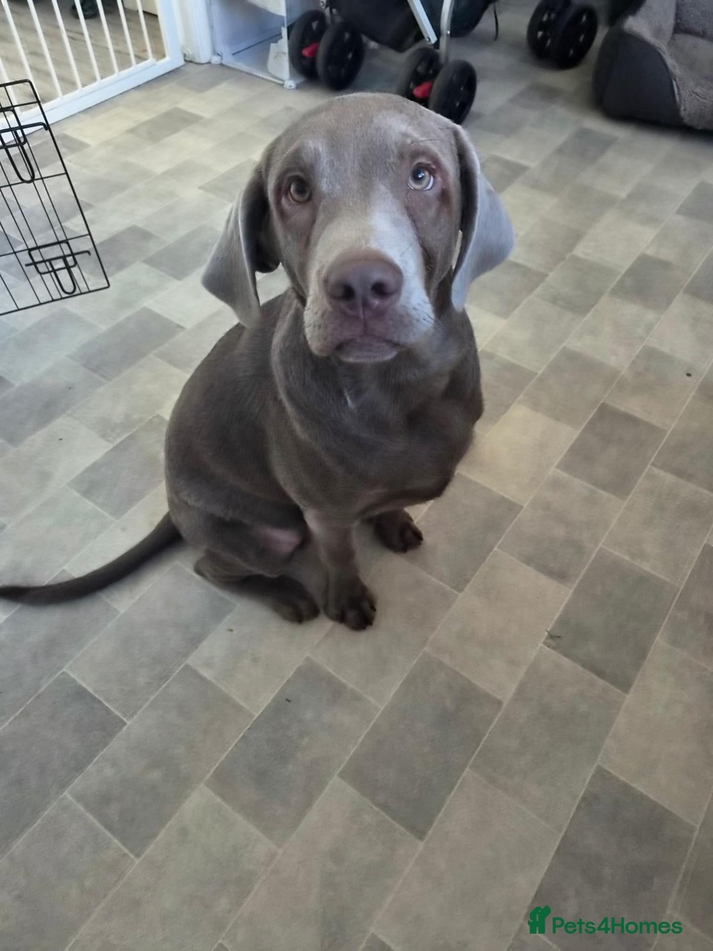Labrador Retriever dogs Silver lab - Advert 15