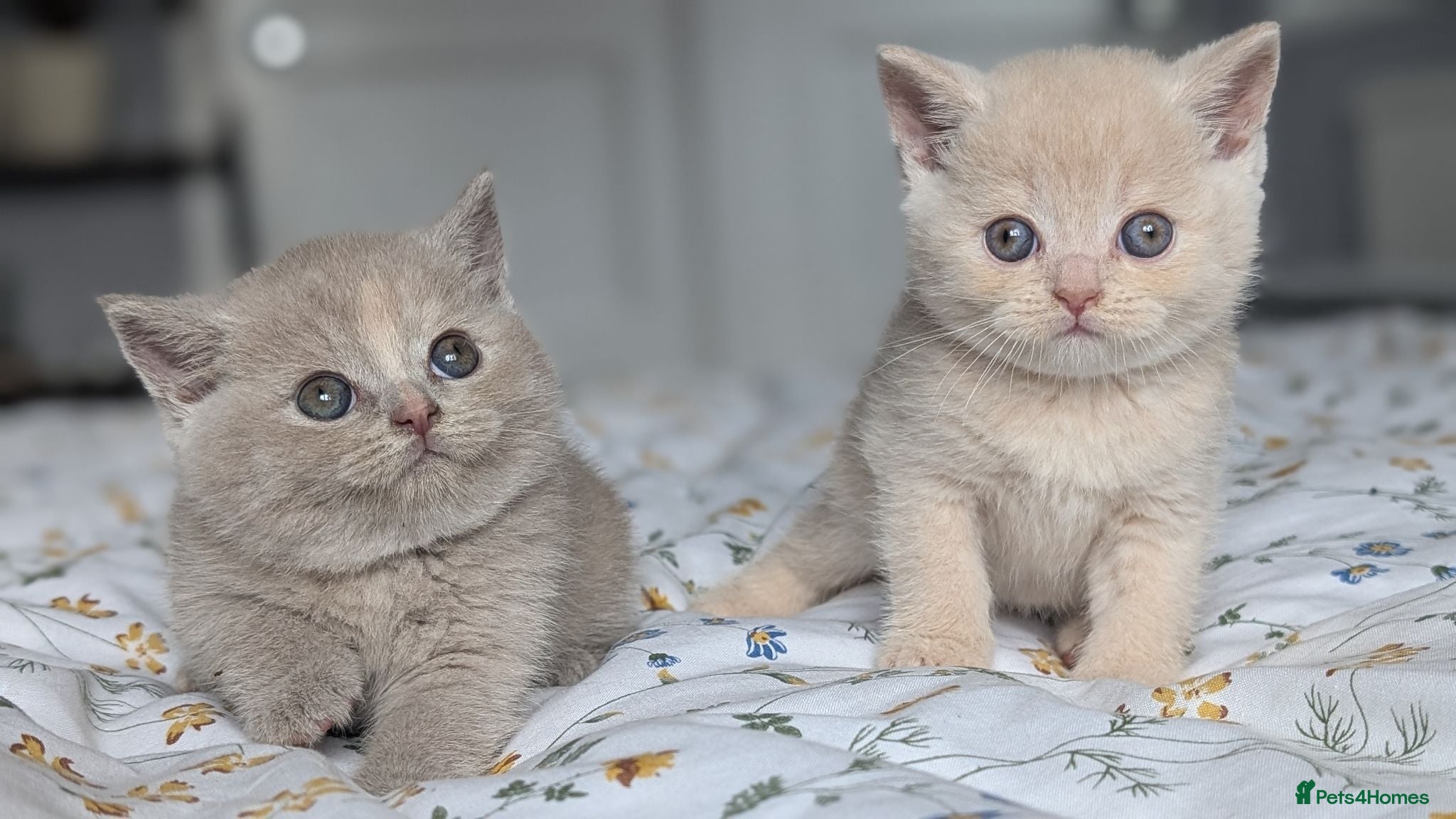 British Shorthair cats Exceptional British Shorthair kittens 🔥💥 - Advert 14