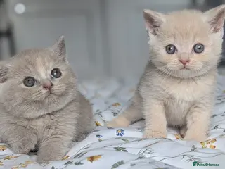British Shorthair cats Exceptional British Shorthair kittens 🔥💥 - Advert 14