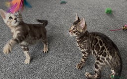 Bengal cats for sale: Well socialised bengal kittens - ready 21/12/25 - Advert 10