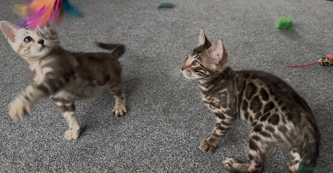 Bengal cats for sale: Well socialised bengal kittens - ready 21/12/25 - Advert 10