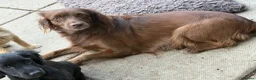 Mixed Breed dogs for sale: Beautiful Crossbreed Puppies Ready For New Home - Advert 8