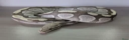 Python Snake reptiles for sale: Mojave Desert Ghost  - Advert 3