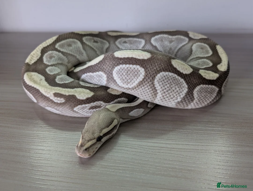 Python Snake reptiles for sale: Mojave Desert Ghost  - Advert 3