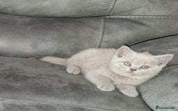 British Shorthair cats for sale: British shorthair kittens  - Image 14
