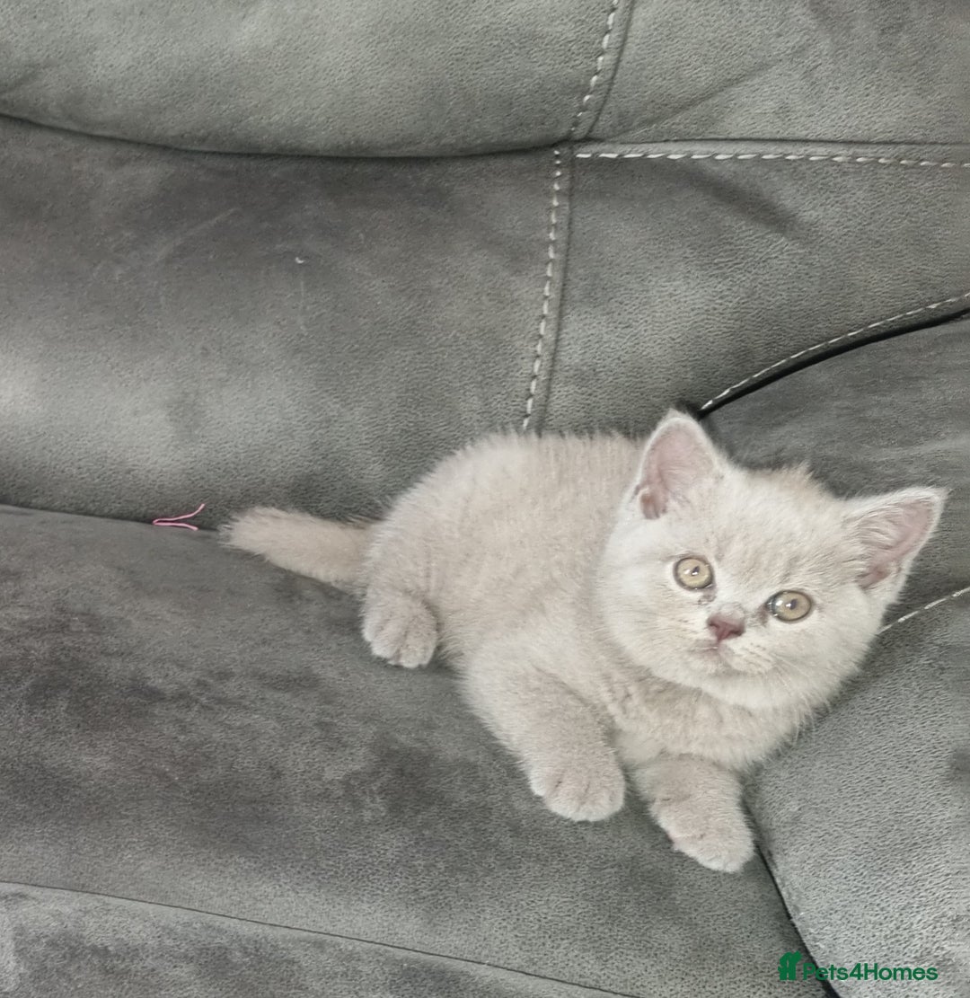 British Shorthair cats for sale: British shorthair kittens  - Image 14