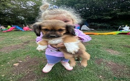 Mixed Breed dogs for sale: Beautiful little boy available  - Image 4
