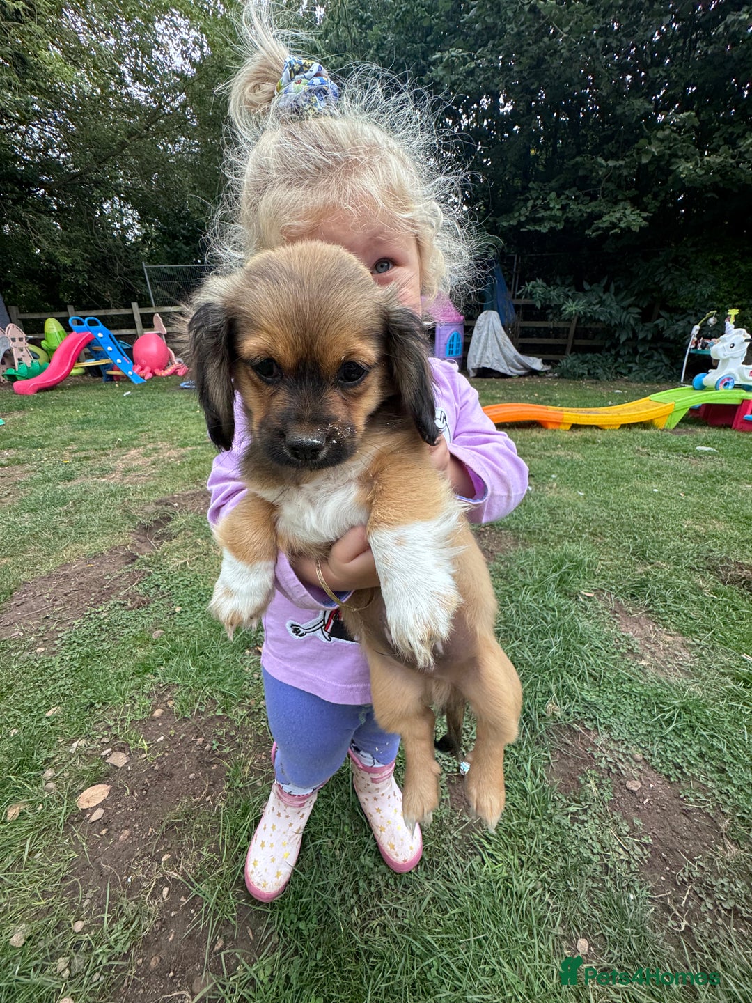 Mixed Breed dogs for sale: Beautiful little boy available  - Image 4