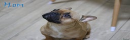French Bulldog dogs for sale: French Bulldog Puppies Looking for Loving Homes - Advert 7