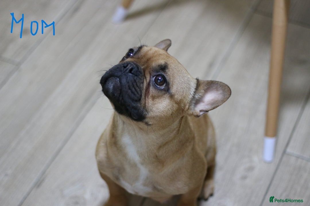 French Bulldog dogs for sale: French Bulldog Puppies Looking for Loving Homes - Advert 7