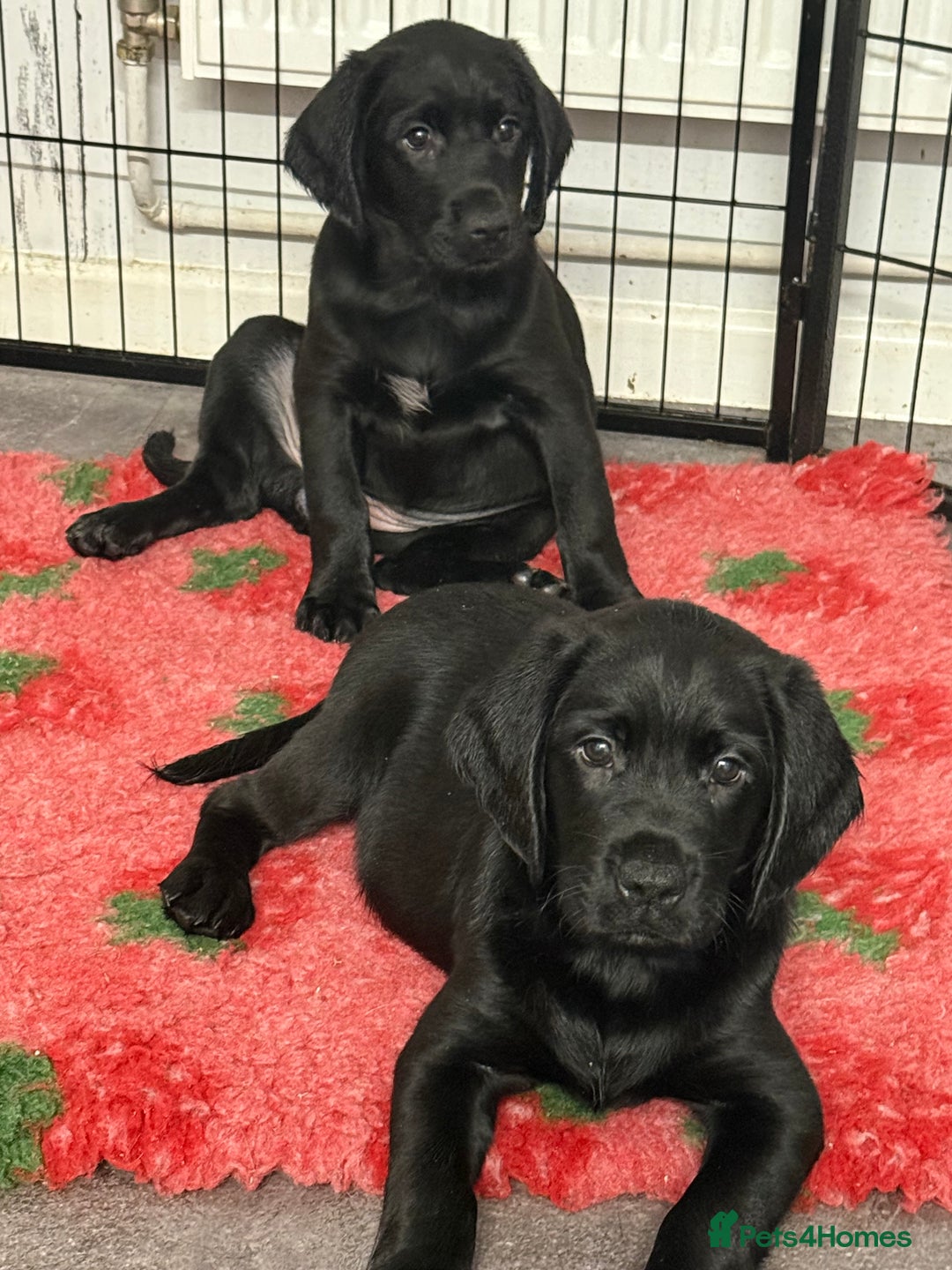 Mixed Breed dogs for sale: Sprockador puppies looking for their new homes!  - Advert 2