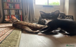 Bengal cats for sale: Bengal Cross Kittens - Image 9