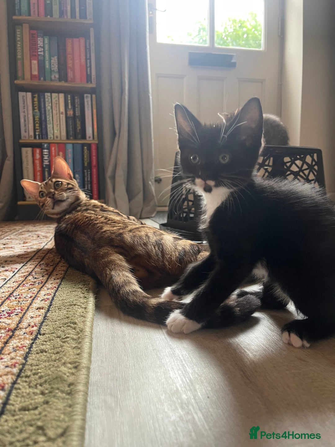 Bengal cats for sale: Bengal Cross Kittens - Image 9