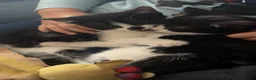 Mixed Breed cats for sale: 2 males kittens for sale in Caerphilly - Advert 1