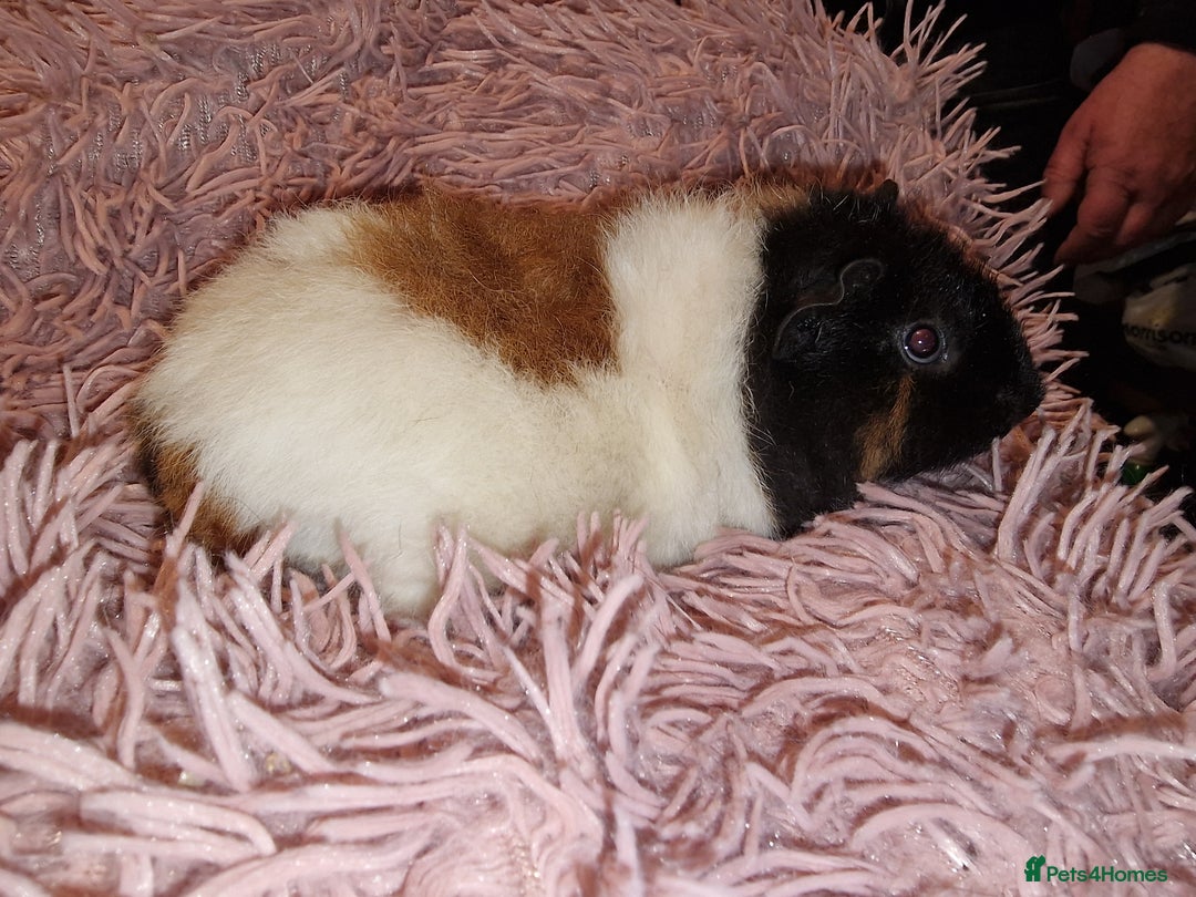 Guinea Pig rodents for sale: 5 beautiful gineapigs 4 boys 1 girl available now - Advert 8