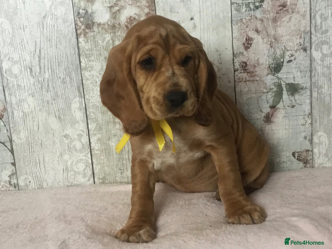 Mixed Breed dogs for sale: Chunky, Lab x Cocker  Fox Red Cockador pups - Image 4