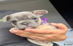 French Bulldog dogs for sale: French bulldog puppies - Image 6