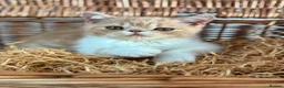 Exotic cats for sale: Stunning exotic kittens high quality m - Advert 3