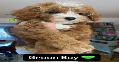 Mixed Breed dogs - Advert 9