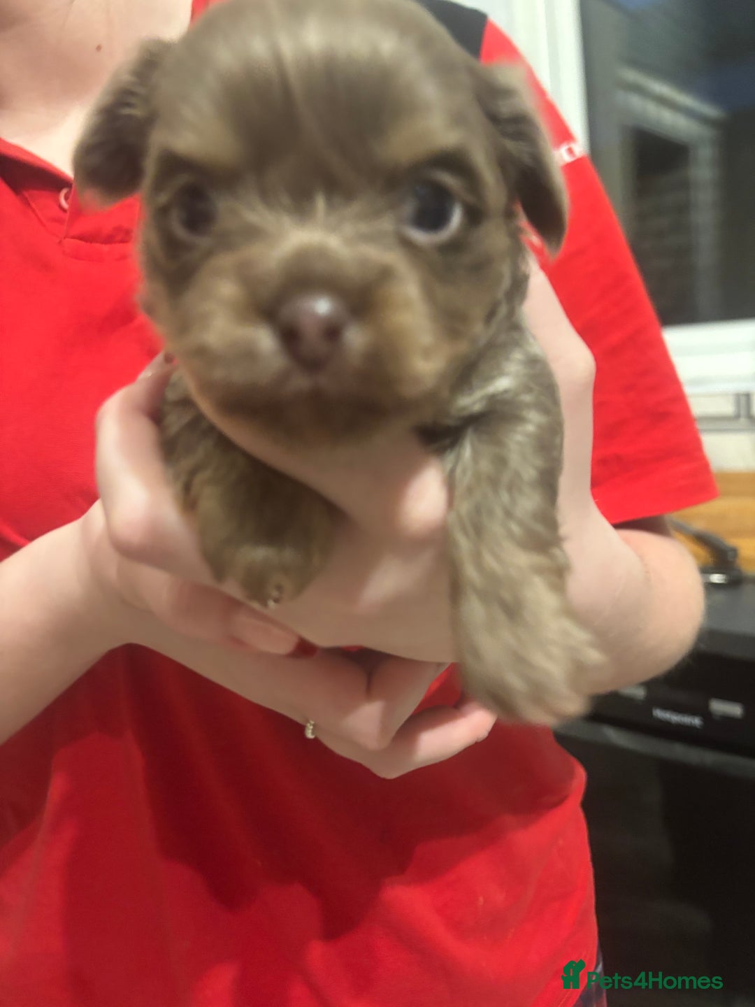 Chihuahua dogs for sale: Chihuahua pups - Advert 18