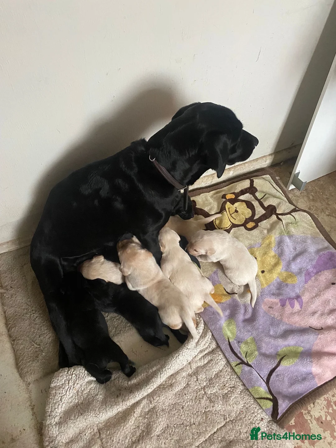 Labrador Retriever dogs for sale: Lovely Labrador puppies  in Bourne - Advert 26