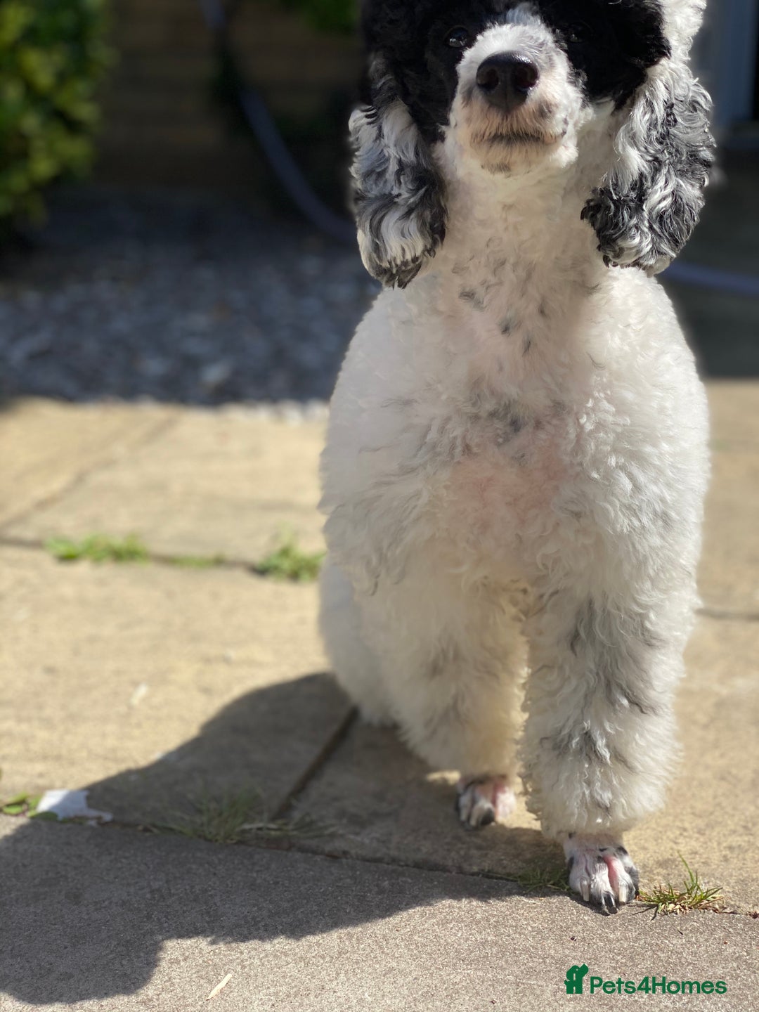 Toy Poodle dogs for stud: Parti Toy Poodle KCregistered PRA PRCD NEG proven - Image 24