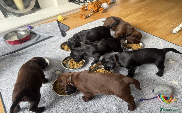 Cocker Spaniel dogs - Advert 1