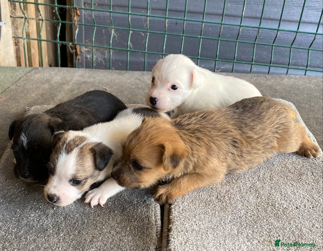 Jack Russell dogs for sale:  **  JACK RUSSELL PUPPIES - READY TO GO - Advert 14