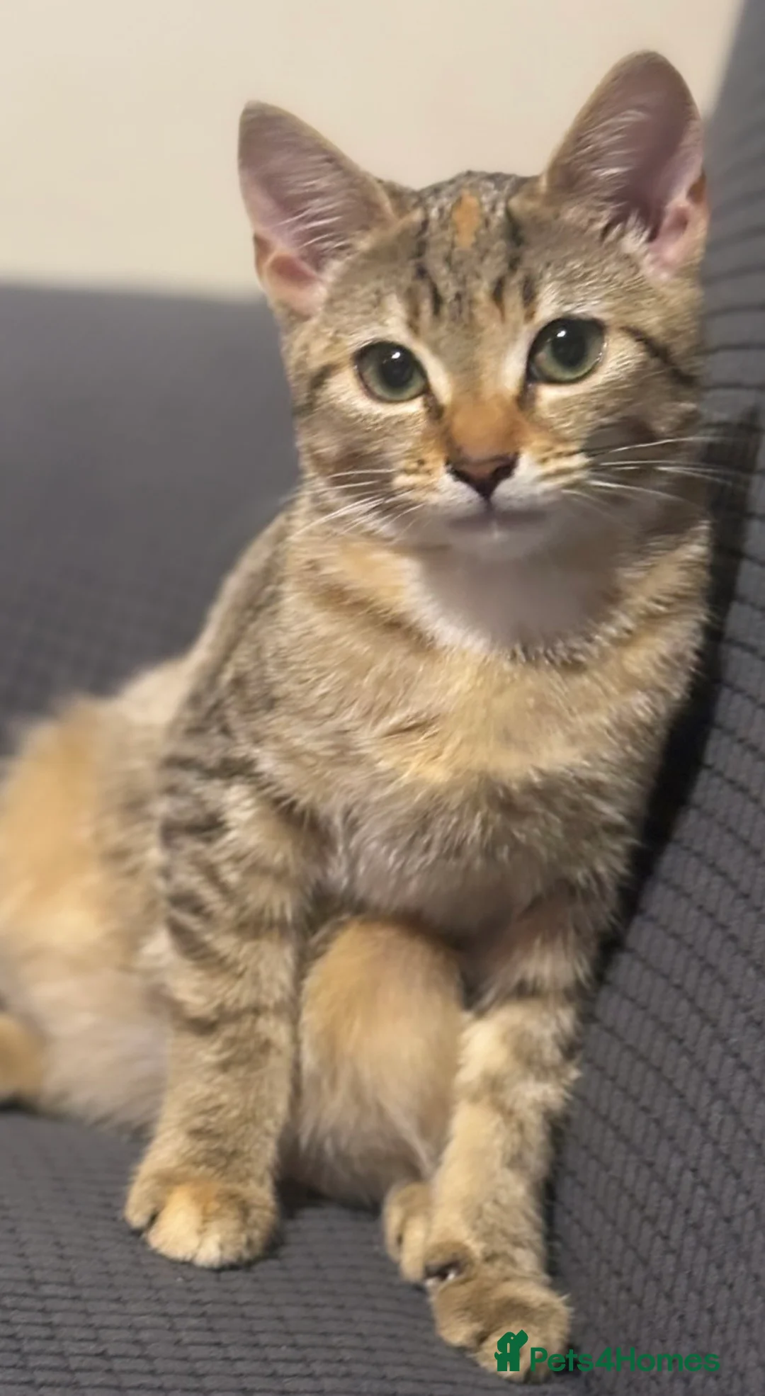 European cats for sale: Kitten’s Looking For Loving Families! 4 Kitten’s. in Keighley - Advert 2