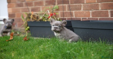 French Bulldog dogs - Advert 6