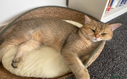British Shorthair cats for sale: British shorthair Golden  Boy - Image 6